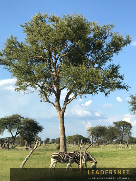 Simbabwe - Afrikanisches Naturjuwel!